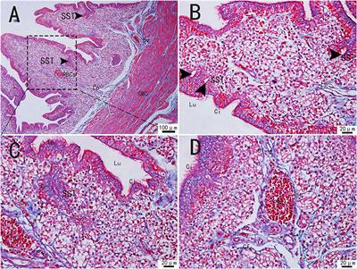 Telocytes and Their Structural Relationships With the Sperm Storage Tube and Surrounding Cell Types in the Utero-Vaginal Junction of the Chicken